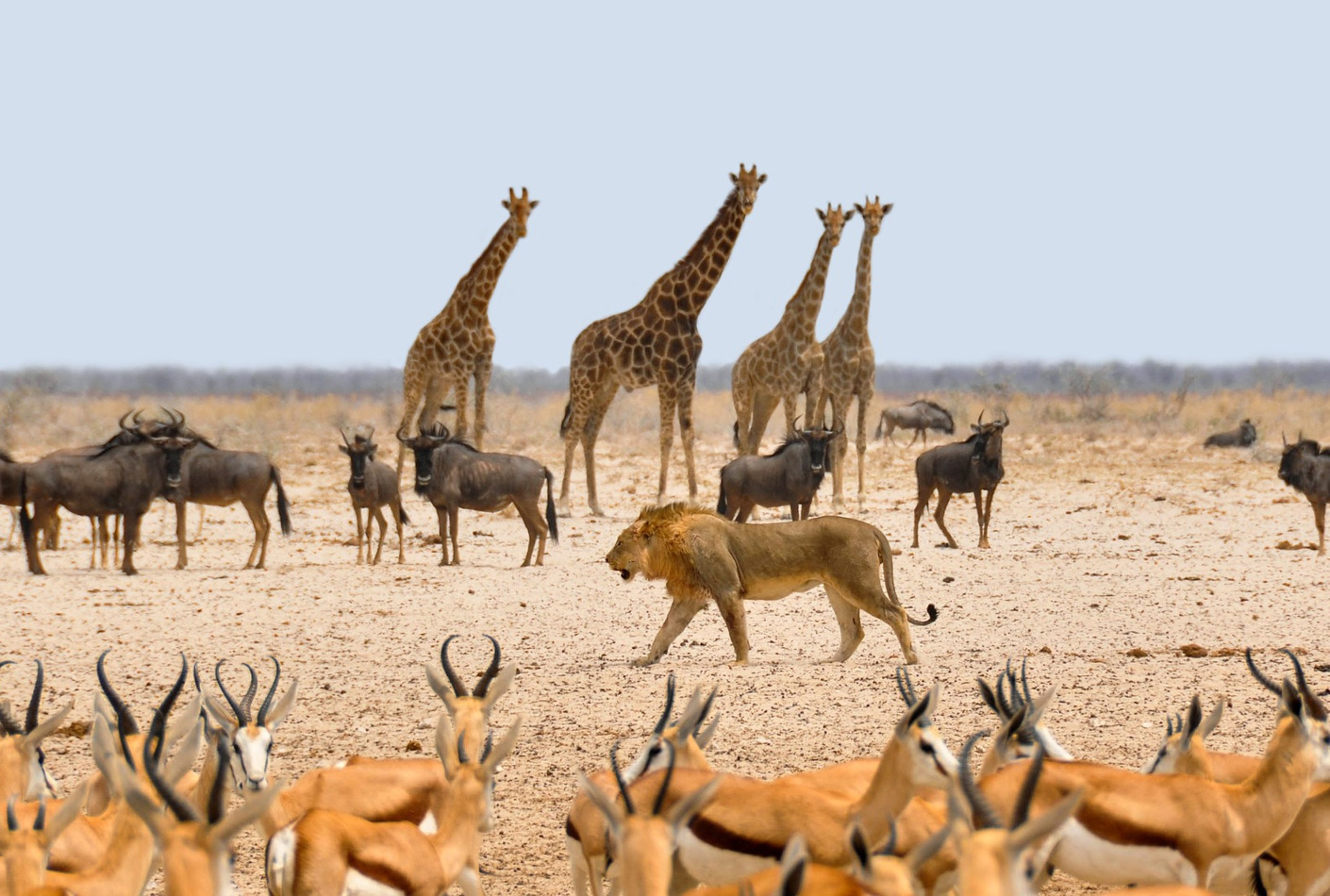 Animales salvajes en Namibia, África