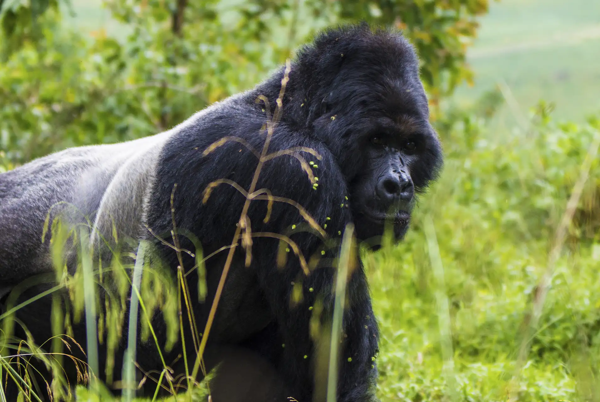Gorila parque Uganda