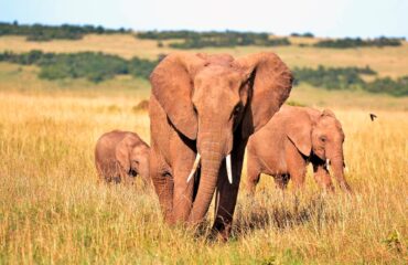 Kenia - Elefantes