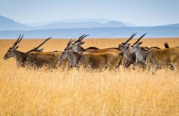 Kenia Masai MAra Antilopes 2
