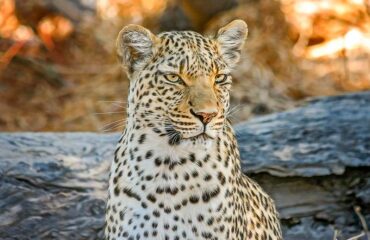 Kenia Masai Mara Leopardo