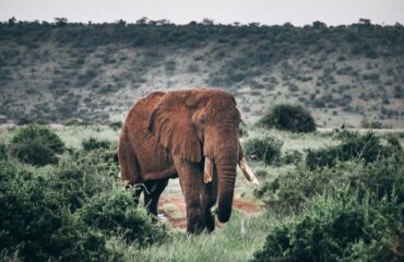 Kenia Masai Mara elefante