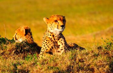 Kenia  Cheetah