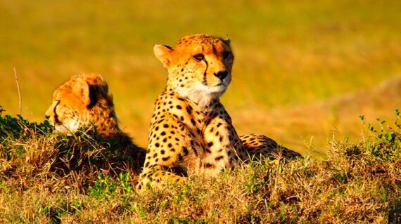 Kenia  Cheetah