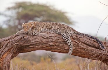 Kenya Leopardo