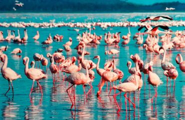 Lago Nakuru