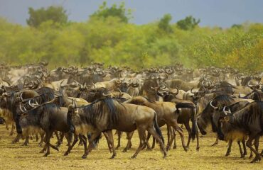 Ñus cruzando el rio