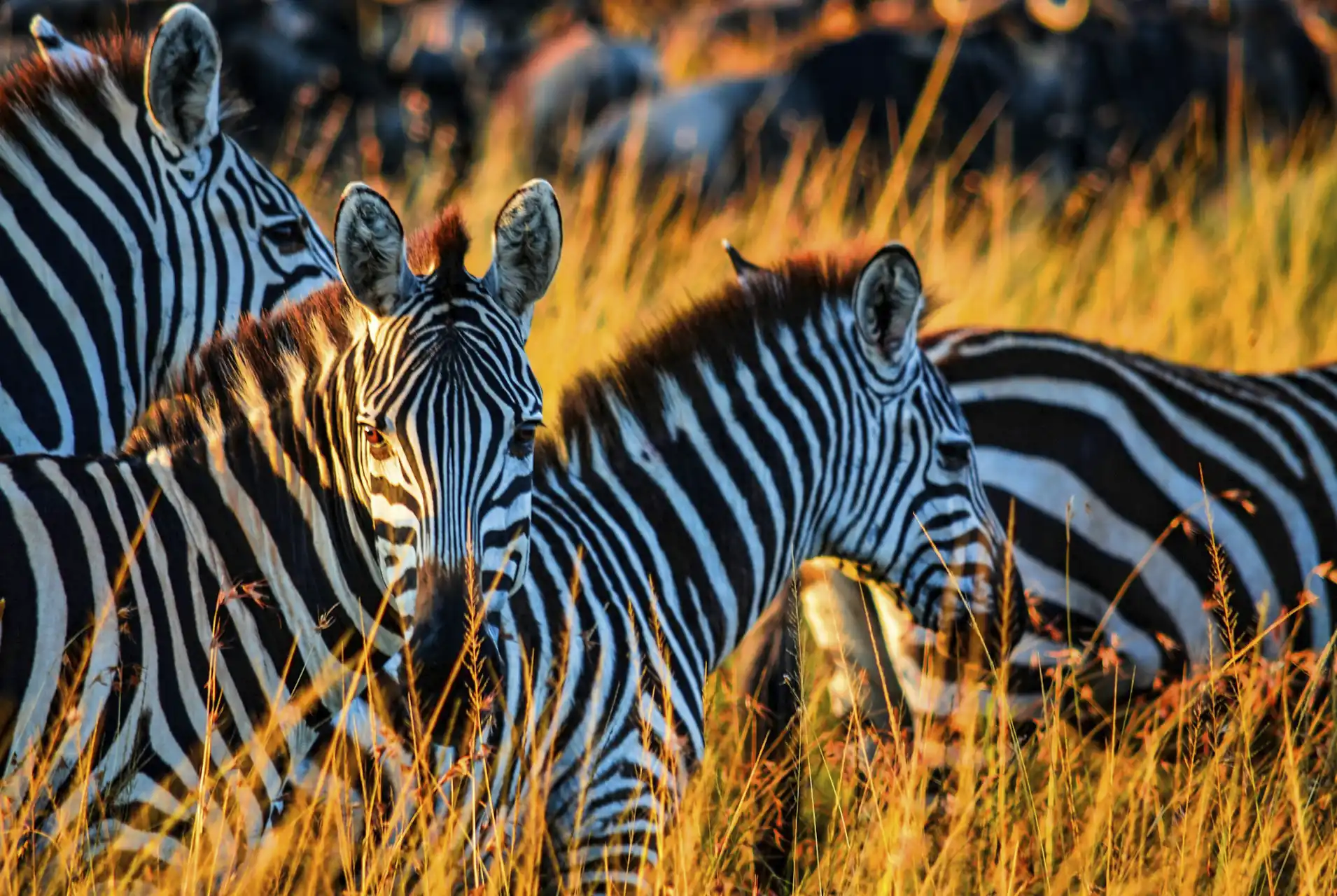Safari Cebras