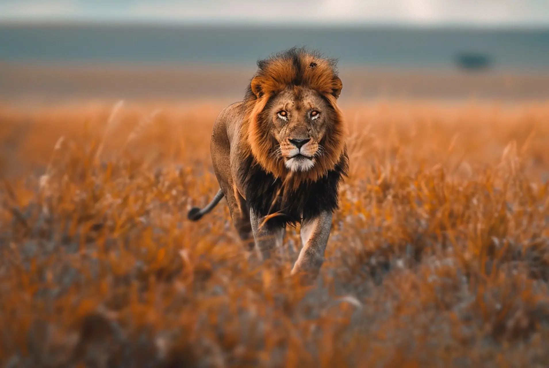 Safari Leon II