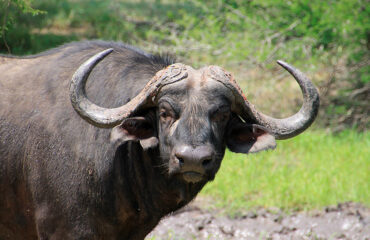 Sudáfrica - Búfalo