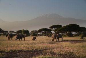 Elefantes en el Parque Nacional de Amboseli, Kenia