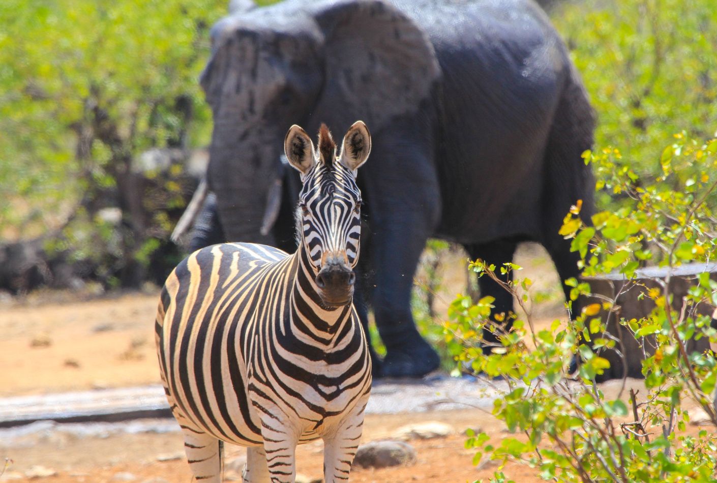 Cebra y elefante en el Parque Kruger