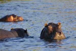 Hipopotamos en el lago Naivasha