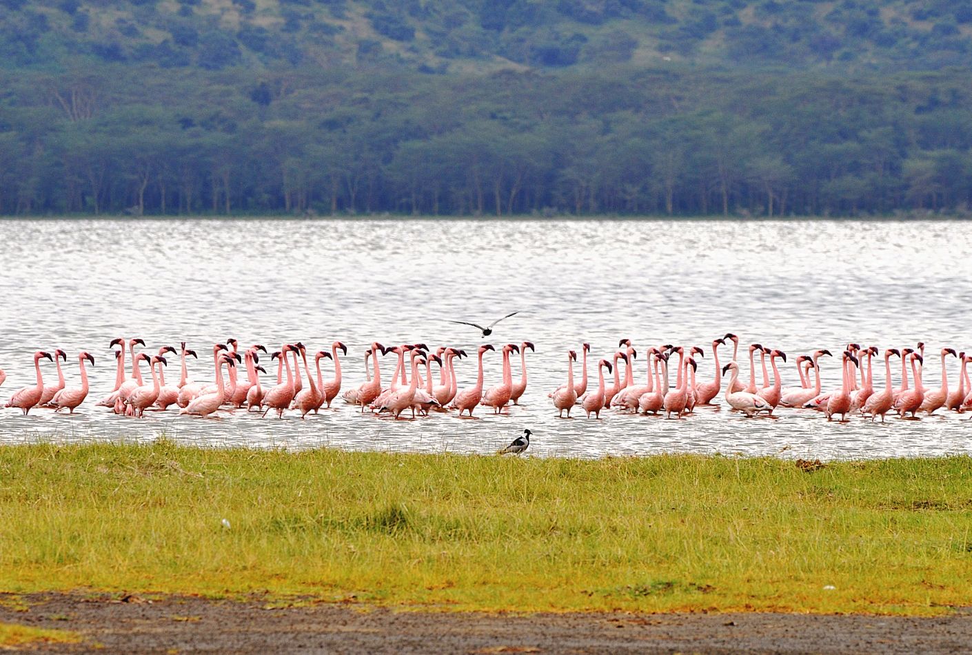 Flamencos en el Lago Nakuru, Kenia