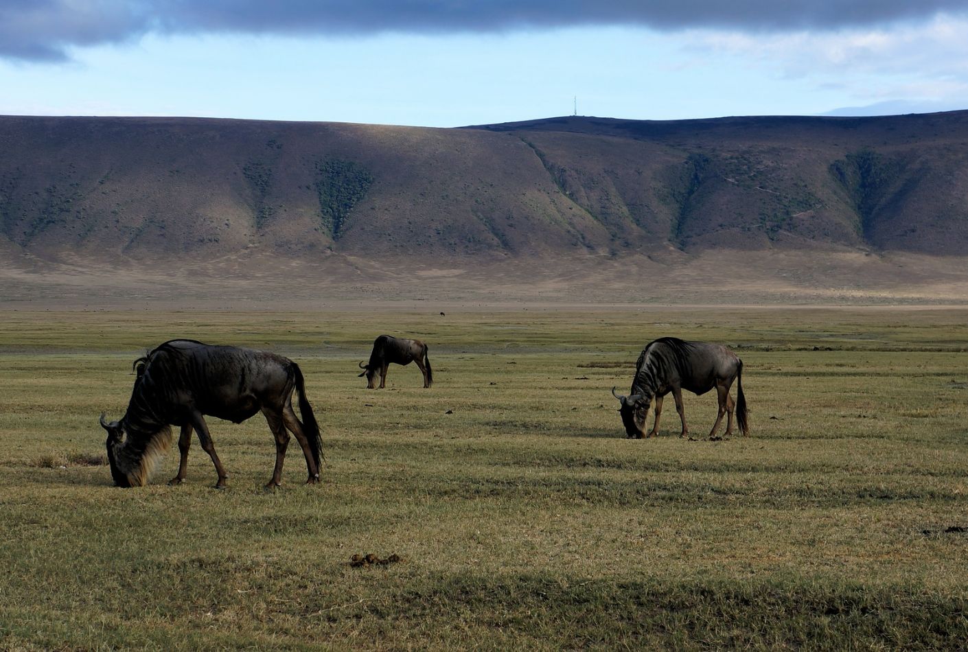 Ñus en Ngorongoro, Tanzania