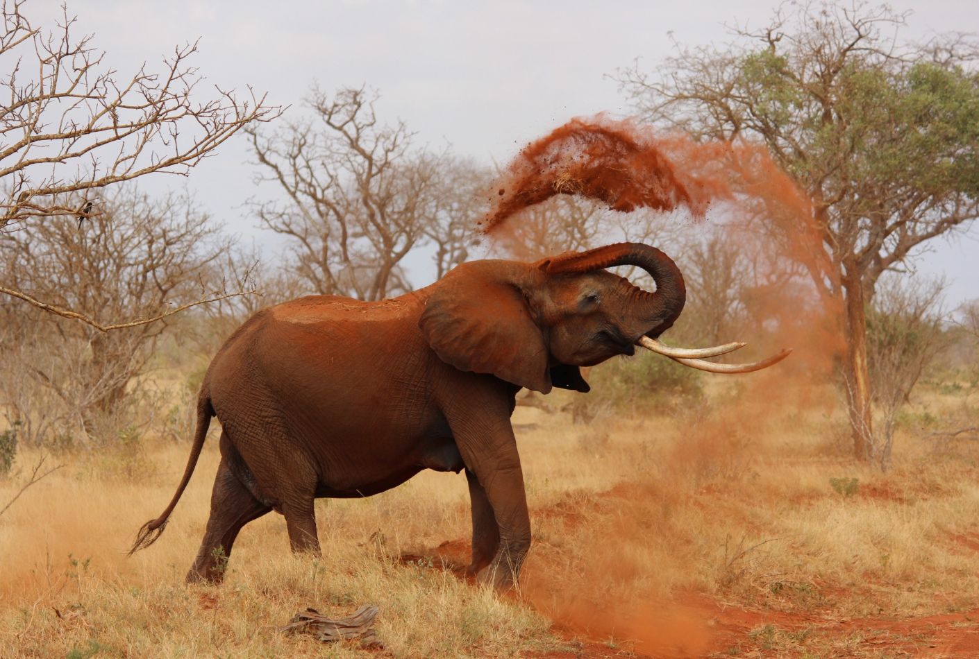 Elefante en Kenia