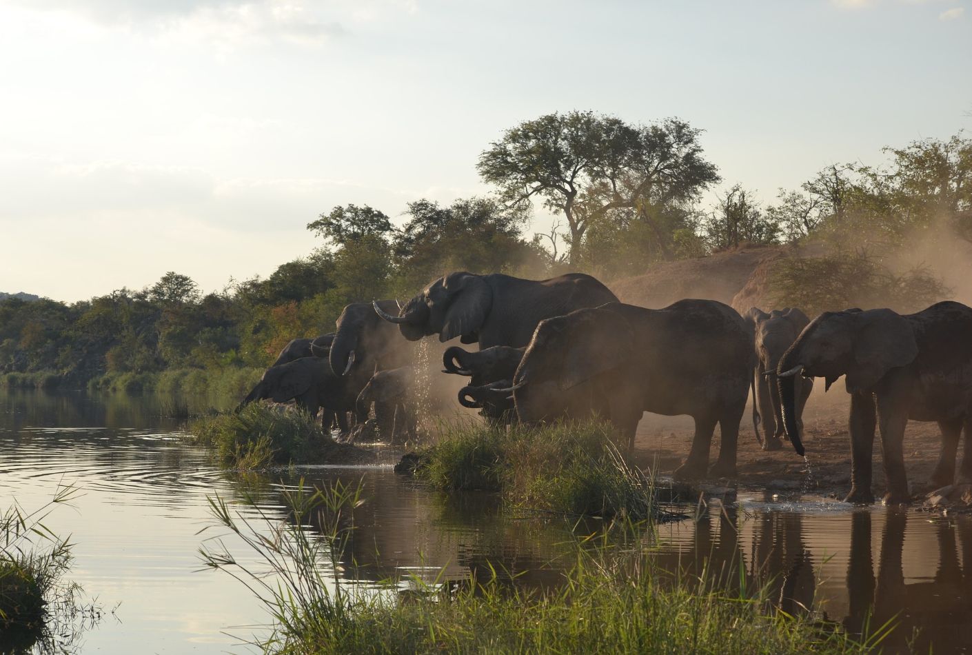 Elefantes en el Parque Kruger