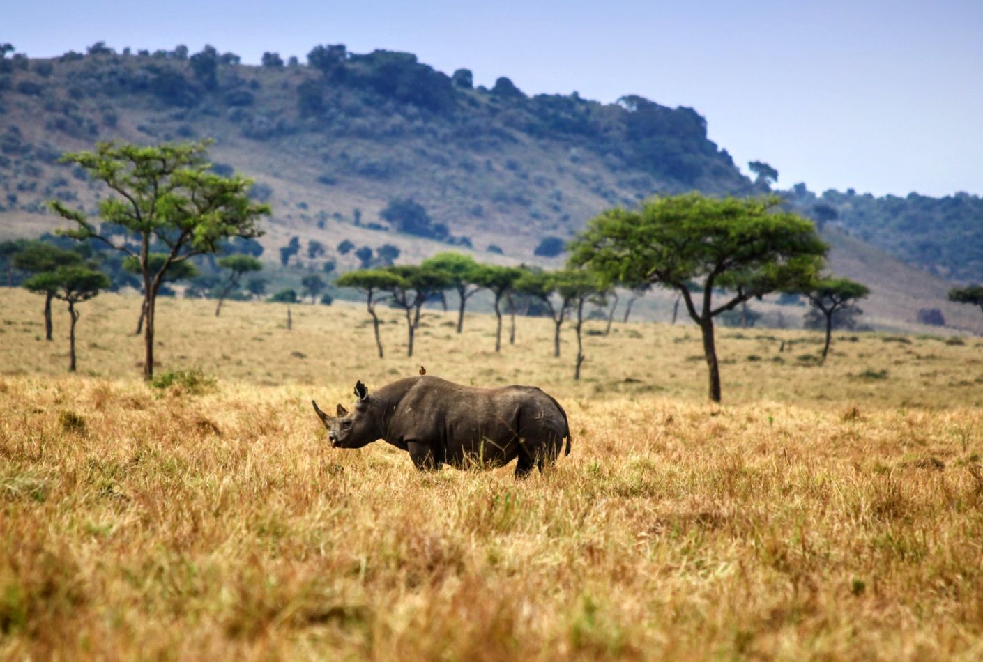Rinoceronte en el Parque NAcional Maasai Mara