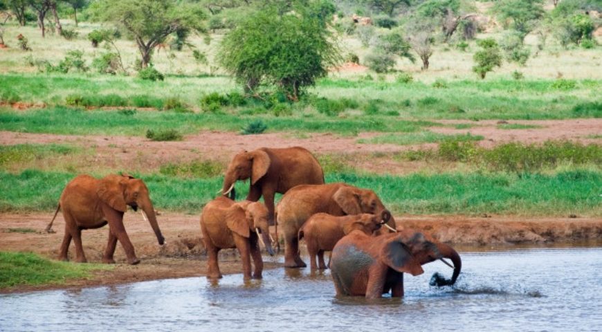 Esenciales para un safari en África