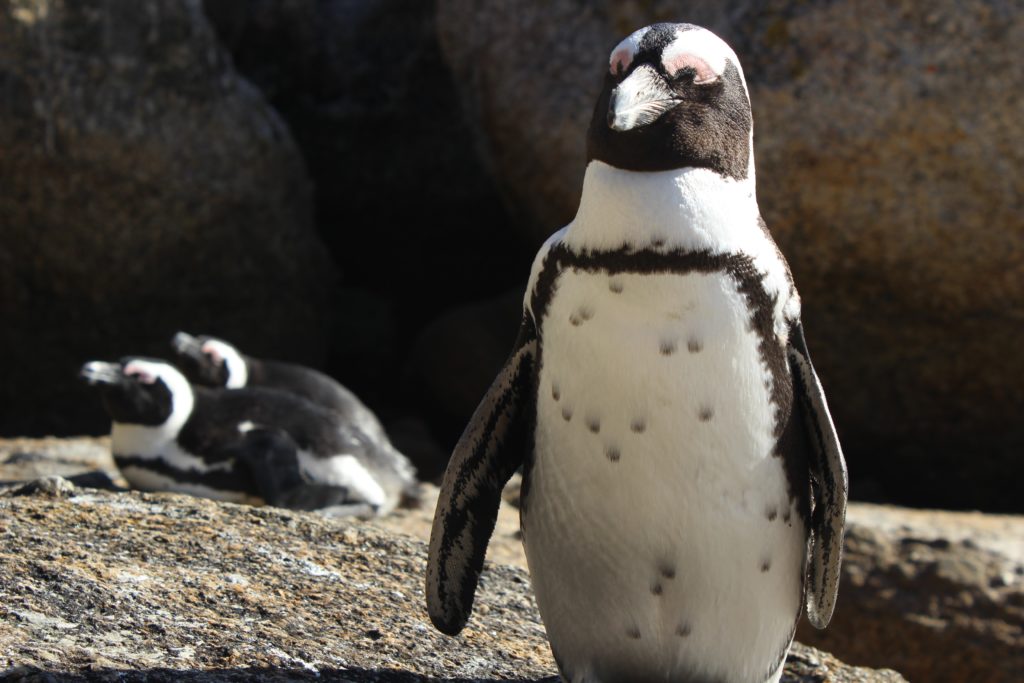 Visita a los pingüinos en la Playa de Boulder