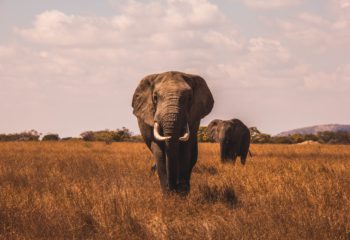 Los mejores safaris de África para cualquier viajero