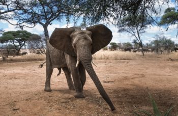Consejos para un inolvidable Safari en Sudáfrica