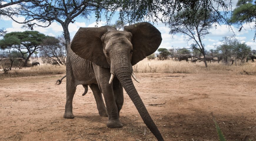 Consejos para un inolvidable Safari en Sudáfrica