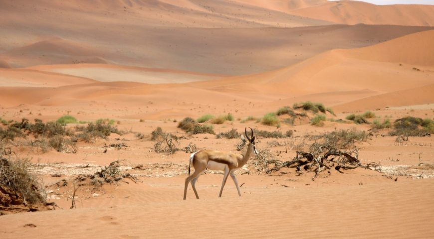 Los 10 mejores lugares que debes visitar en Namibia
