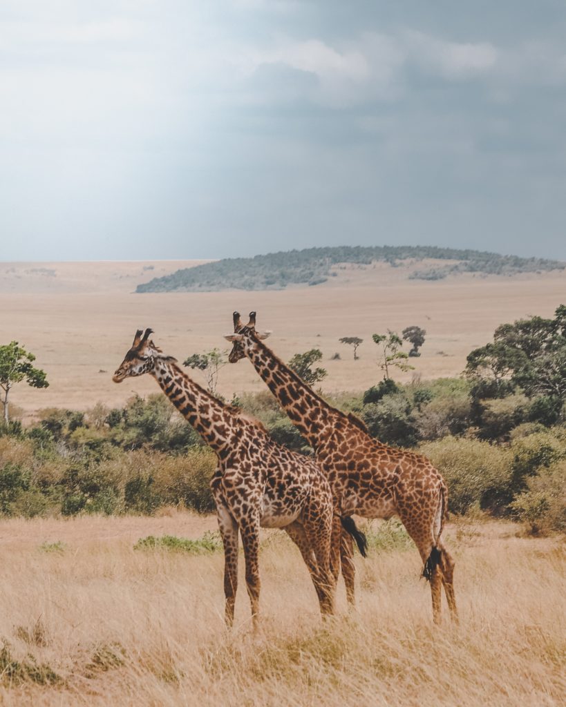 Masai Mara en Kenia