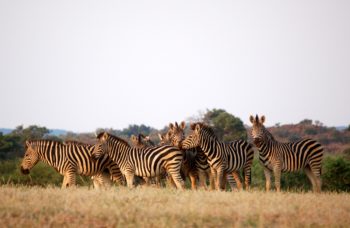 ¿Por qué ir a Botswana?
