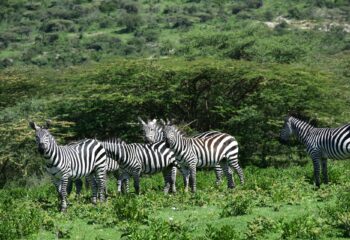 11 razones por las que debes visitar Tanzania
