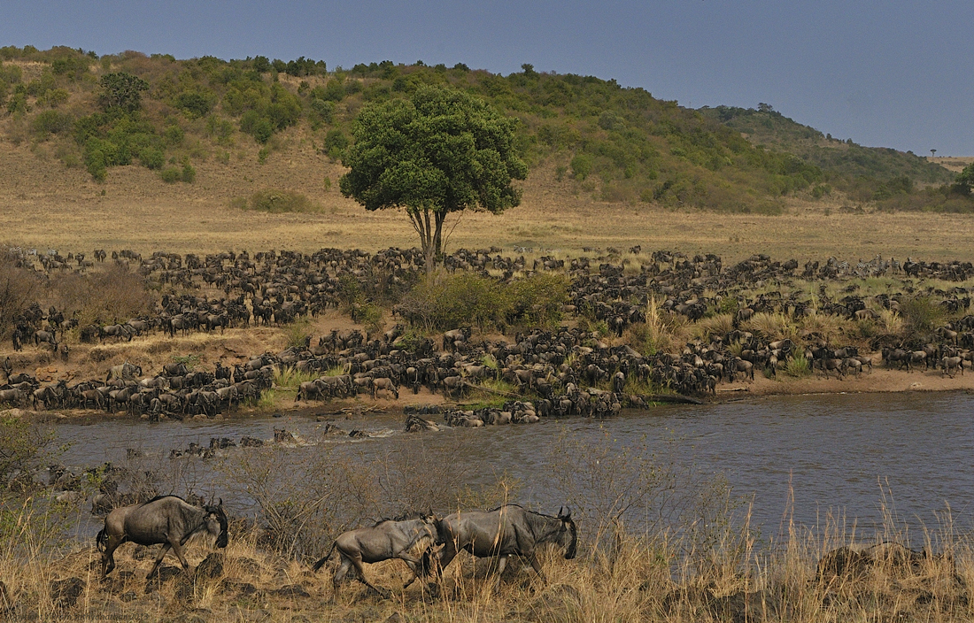 Reserva Nacional Masai Mara
