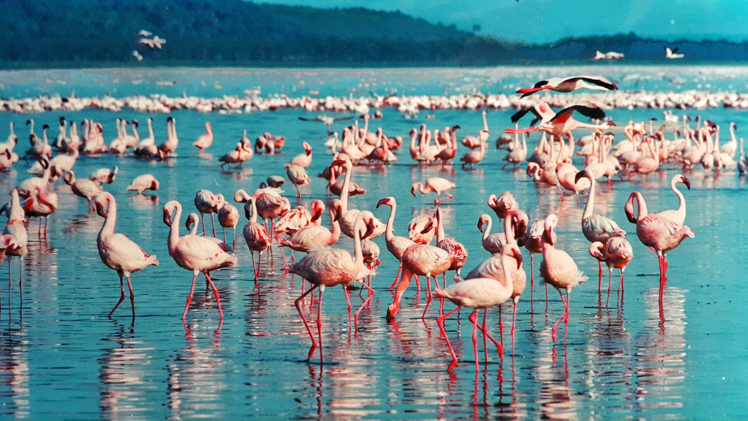 Parque Nacional Lago Nakuru
