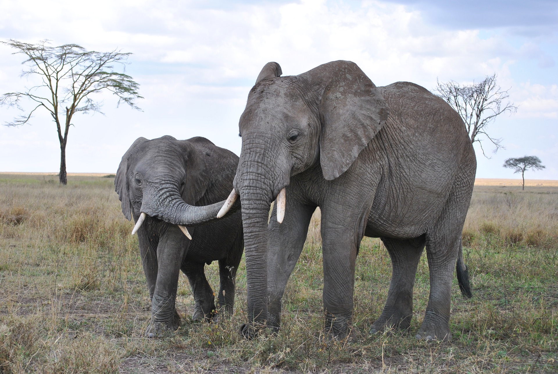 Elefantes en Tanzania 