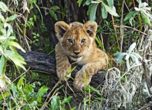 Las mejores reservas de safari y caza en Sudáfrica