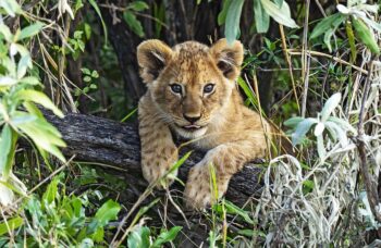 Las mejores reservas de safari y caza en Sudáfrica