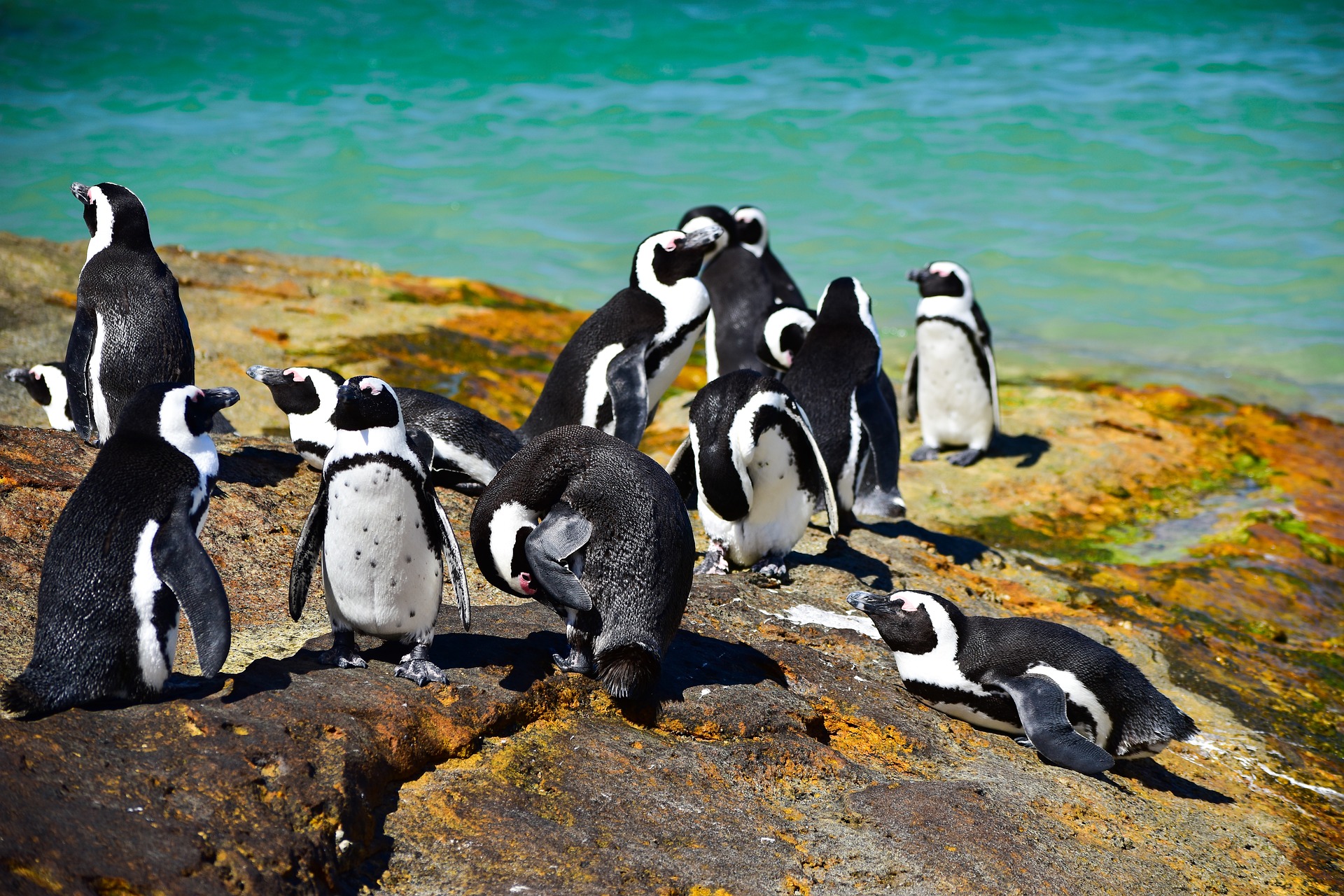 Pingüinos africanos