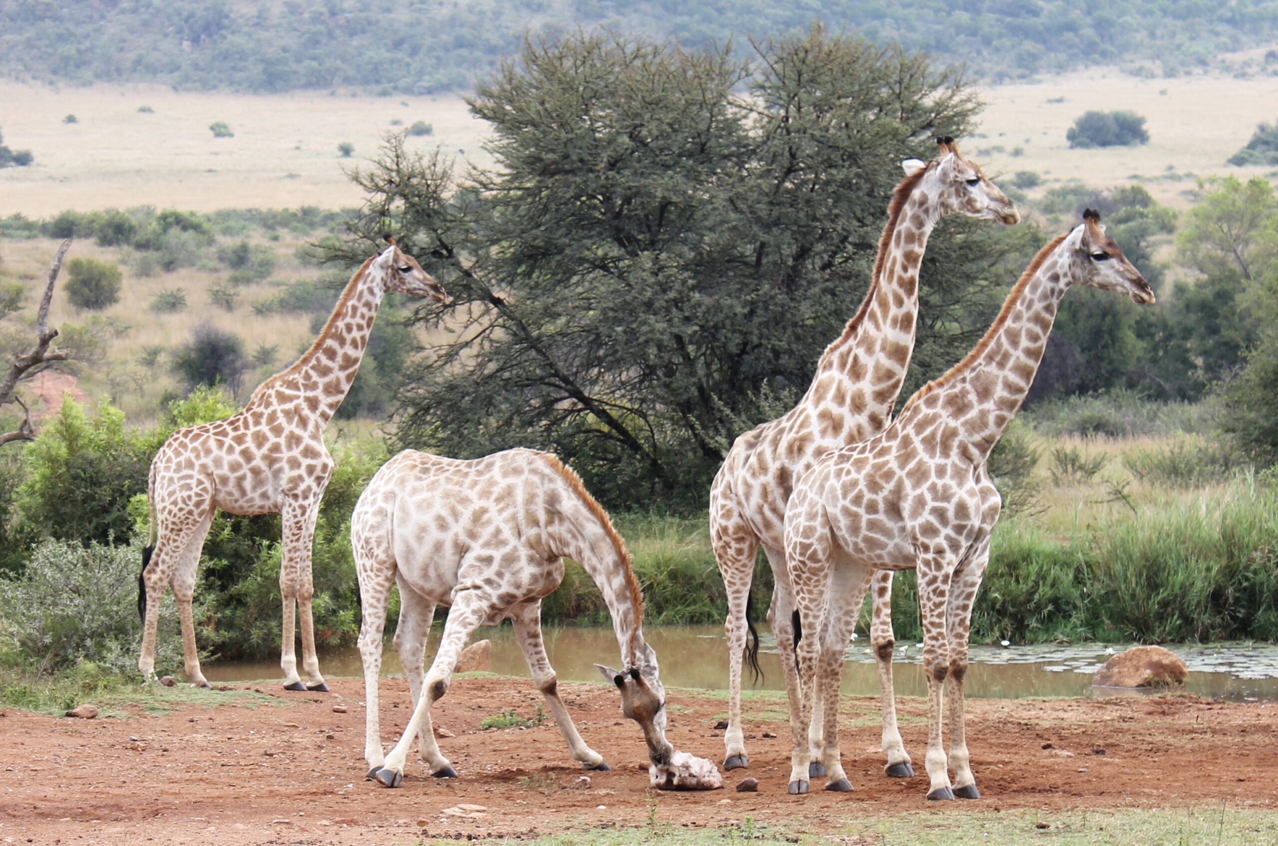 Safari en Sudáfrica 