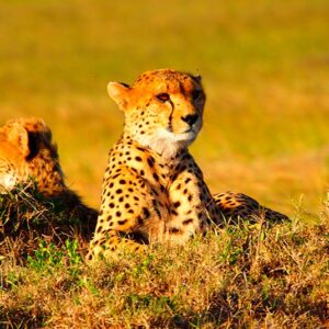 Kenia Cheetah