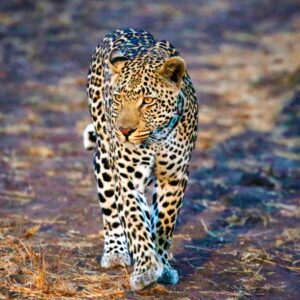 Sudáfrica Leopardo