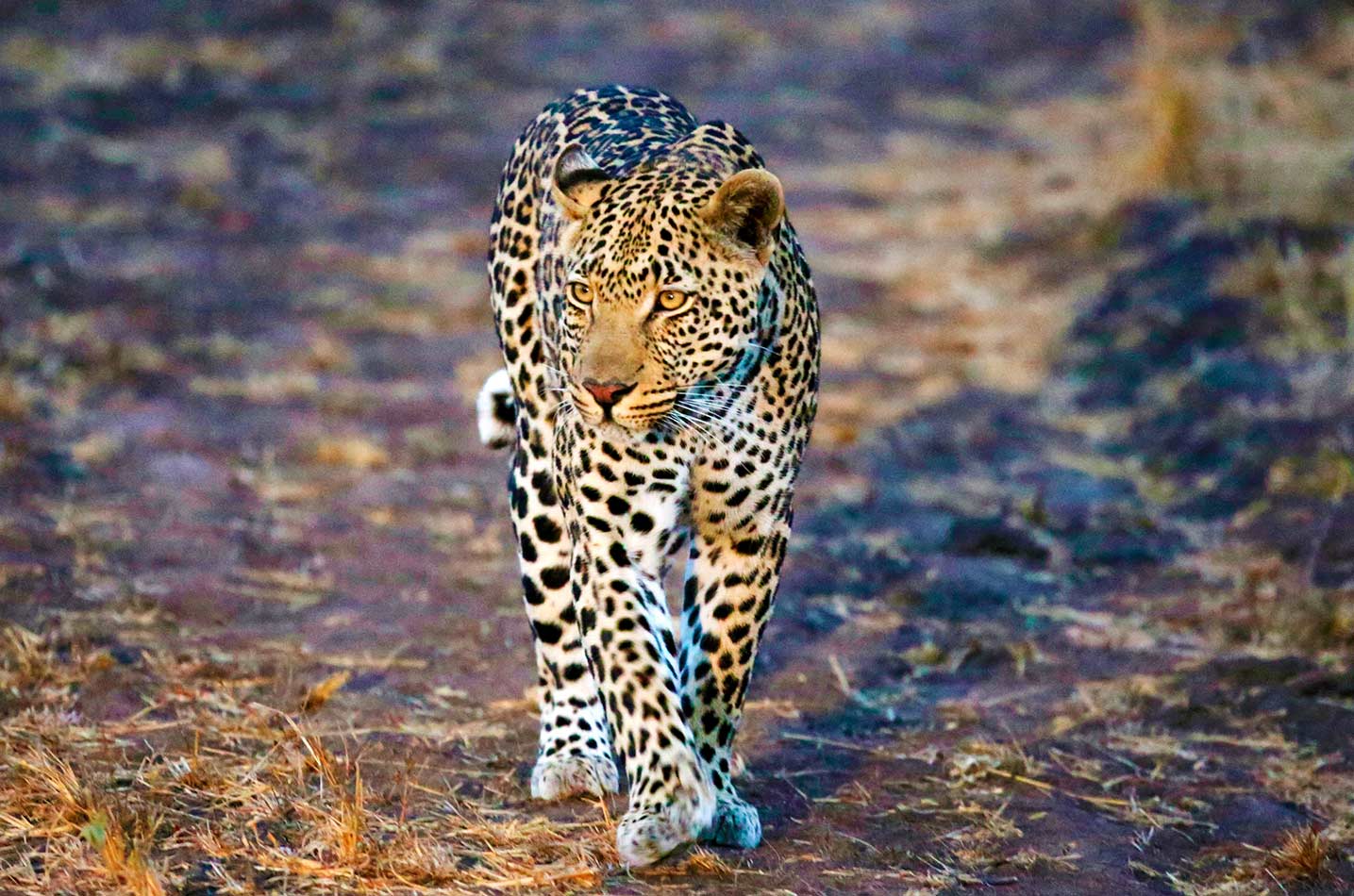 Sudáfrica Leopardo