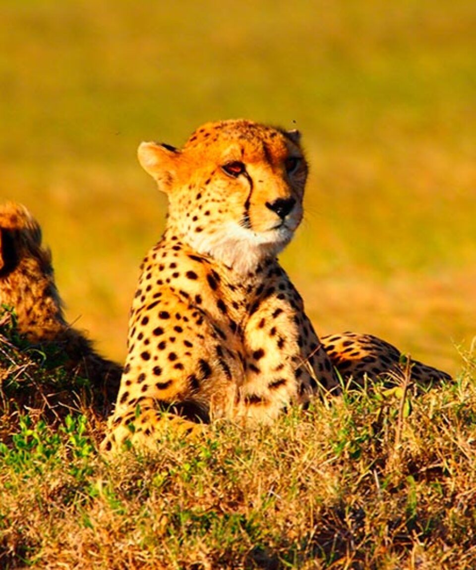 Kenia  Cheetah