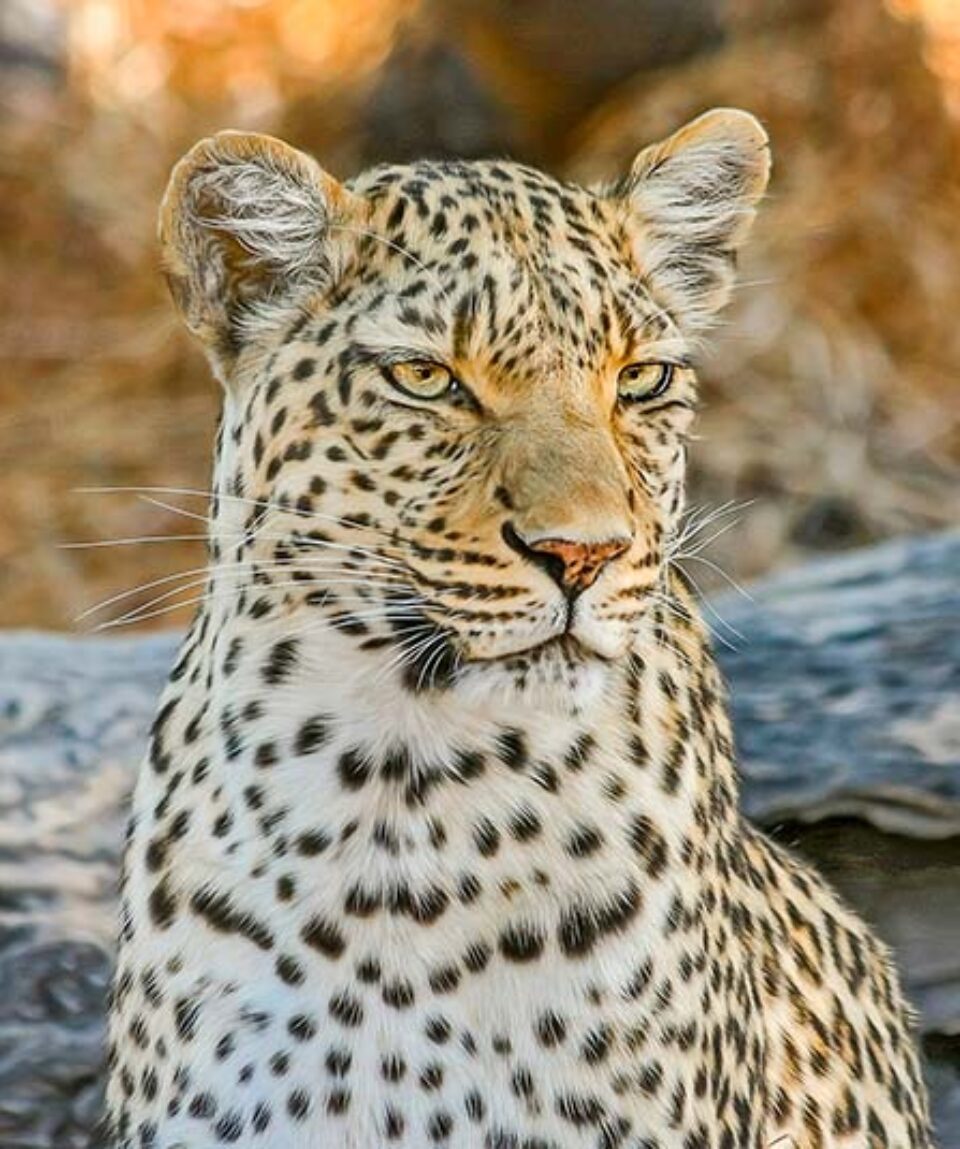 Kenia Masai Mara Leopardo