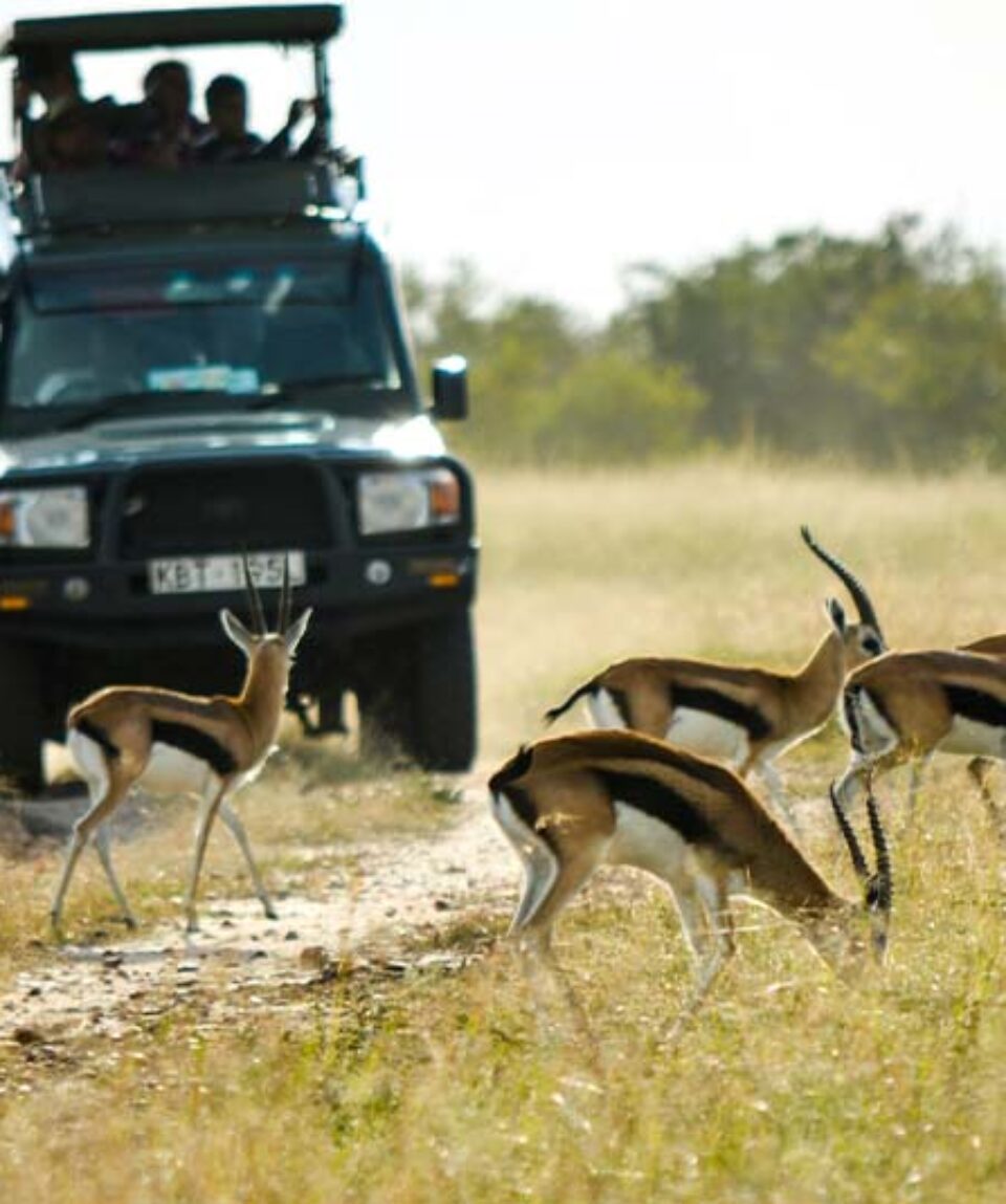 Kenia Masai Mara antilopes