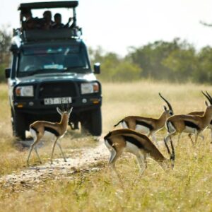 Kenia Masai Mara antilopes