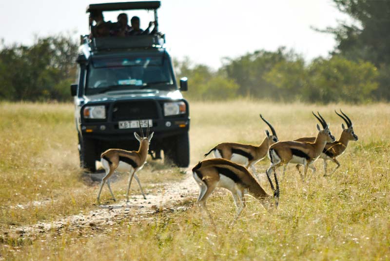 Kenia Masai Mara antilopes