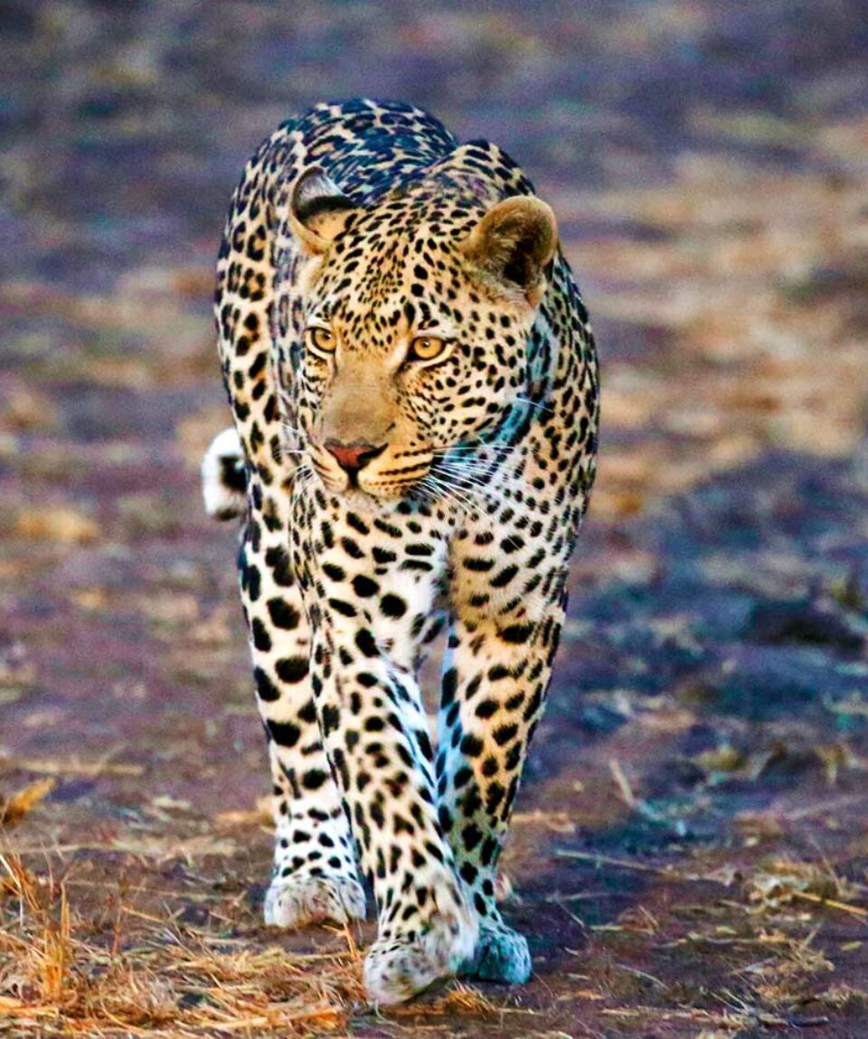 Sudáfrica Leopardo