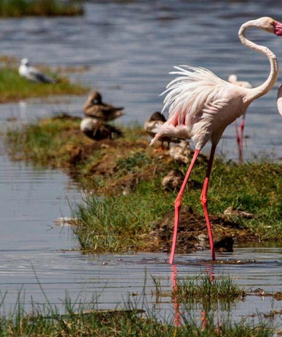 Kenia Lake Nakuru Flamencos